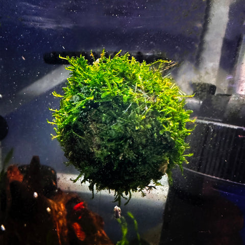 DS Floating Moss Ball - Java Moss